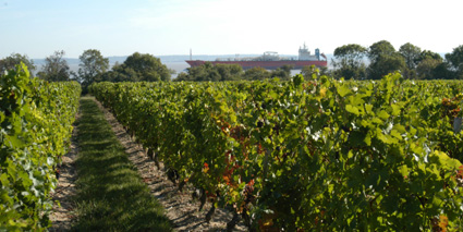 Chateau Haut Maurac Weinberge